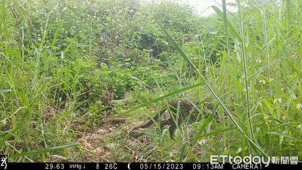 ▲貓羅溪生態造林地監測發現成年石虎帶著兩隻小石虎的活動蹤跡。（圖／林業保育署南投分署提供）