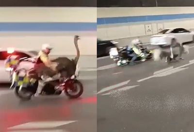 鴕鳥高架橋狂奔!屁屁狂搖「絆倒追捕警車」 動物園證實:已帶走