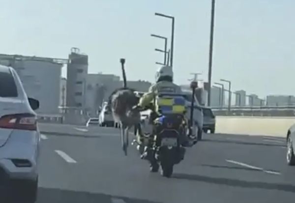 ▲▼河南「鴕鳥衝上高架橋」　交警騎車緊追：跑了幾十公里！。（圖／翻攝微博）