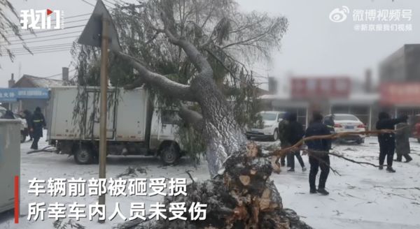 ▲哈爾濱一輛小貨車被風雪吹倒的樹幹壓中。（圖／翻攝新京報）