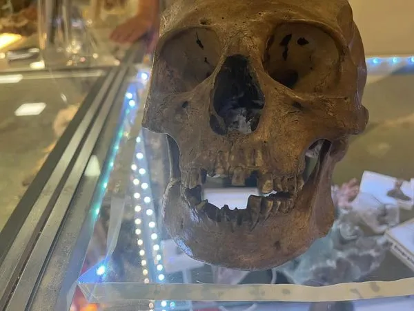 ▲▼美國一名人類學家在二手商店挑選萬聖節商品時，發現真實的人類頭骨。（圖／翻攝自Facebook／@sheriffleefl）