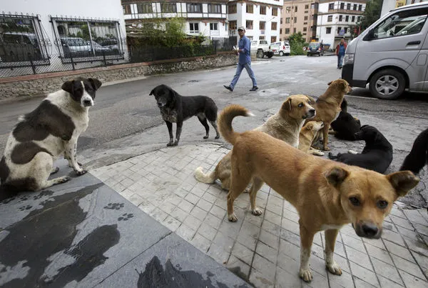 ▲▼世界第一！不丹「全國浪犬」結紮完畢　超過15萬犬隻絕育＋打疫苗。（圖／達志影像／美聯社）