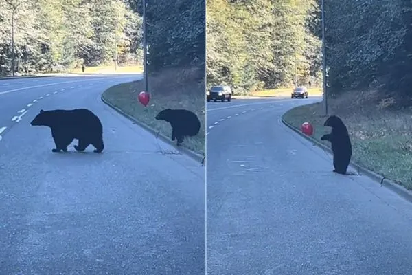 ▲▼小熊站起來「瘋玩紅氣球」忘了過馬路！　熊媽媽氣到回頭罵。（圖／翻攝自TikTok@krista15311）