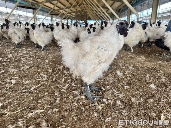 ▲▼火山烏骨雞「錦達烏骨雞」也是全聯獨家引進，飼料中添加來自日本的純淨火山石粉。烏骨雞，養雞場。（勿用於負面新聞。）（圖／記者林育綾攝）