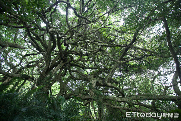 ▲巒山部落裡有一棵奇樹，被當地原住民稱為「會走路的樹」。（圖／ET資料照）