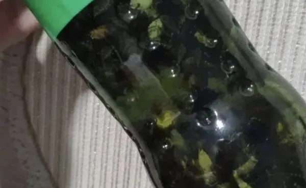 ▲浙江多地出現大批臭屁蟲，讓居民不堪其擾。（圖／翻攝九派新聞）