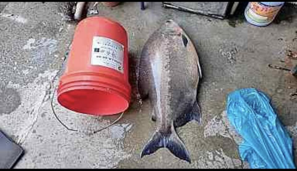 ▲外形神似食人魚的外來種紅銀板現身日月潭區，引發虛驚。（圖／游姓民眾提供）