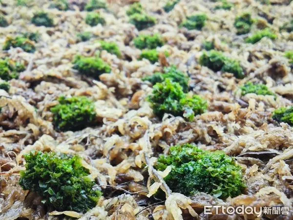 ▲金童侏儒鹿角蕨幼苗。（圖／亞洲植物博覽會）