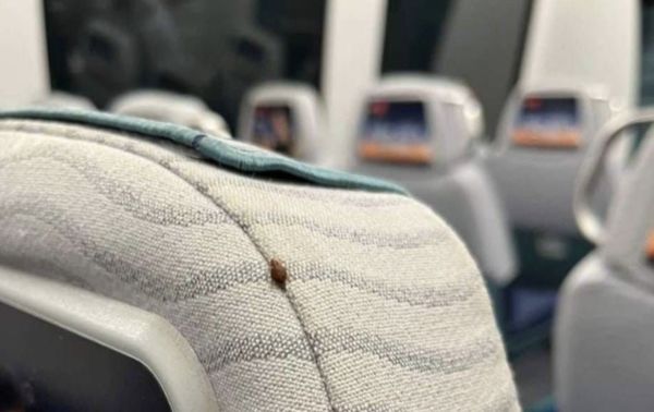 ▲▼香港機場快線上發現疑似床蝨的蟲子。（圖／翻攝機場快線）