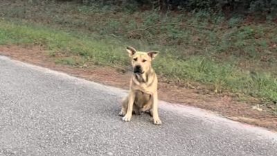 流浪犬走到收容所「汪汪」求救　伸爪觸碰感動志工：我們回家吧