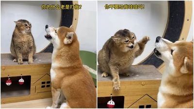 柴犬坐虎斑貓面前嗷叫「挨揍也不停」　飼主笑曝持續半小時：嘴強王者