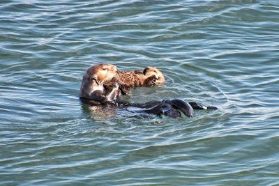 惡霸海獺搶衝浪板出名沒人抓得到　原來是因為「懷孕了」