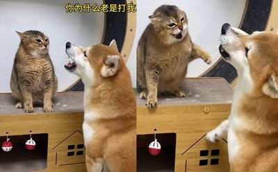 柴犬狂叫太欠扁！　貓咪鐵沙掌一頓猛揮仍「張嘴哀不停」