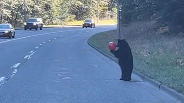 ▲▼ 小熊在玩氣球。（圖／翻攝自TikTok／@krista15311）