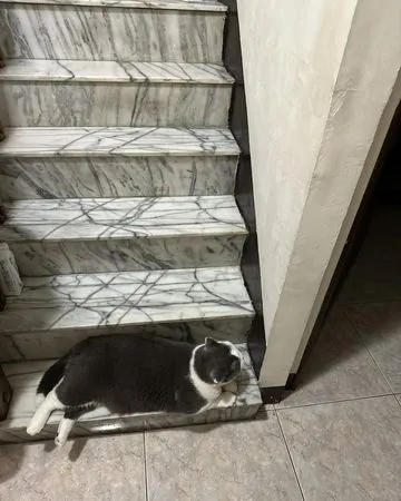 貓咪霸佔大理石樓梯。（圖／有點毛毛的／粉專「我是熊熊我是哥哥我是扭牛我是弟弟」投稿）