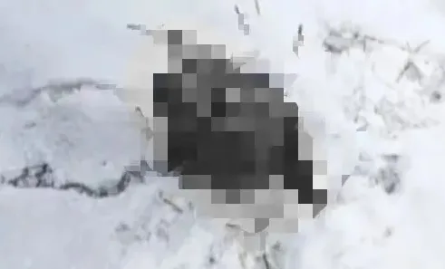 ▲▼深夜愛犬狂吠！早上驚見「帶血狗頭」　監視器拍到東北虎身影。（圖／翻攝微博）