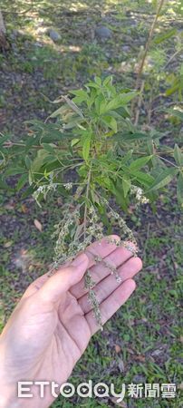 ▲花蓮分署經過蒸餾萃取純露，開發成生活用品，包括洗手慕斯、沐浴液體皂及洗衣精等多樣商品。（圖／花蓮分署提供，下同）