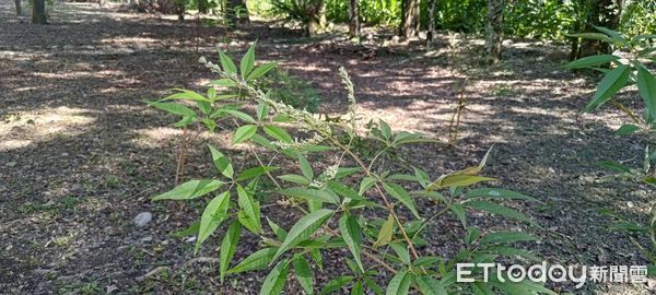 ▲花蓮分署經過蒸餾萃取純露，開發成生活用品，包括洗手慕斯、沐浴液體皂及洗衣精等多樣商品。（圖／花蓮分署提供，下同）