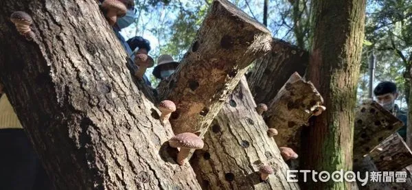 ▲▼造林地內種植不少適合栽培段木香菇的樹種。（圖／花蓮分署提供，下同）