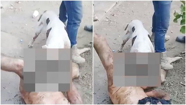 性侵犯「慘遭犬刑」比特犬咬爛下體！　黑幫私刑畫面瘋傳 | ETtoday國際新聞 | ETtoday新聞雲