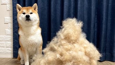 柴犬「掉毛期」毛髮太驚人！　主人梳出幾近等高量：1天就這樣