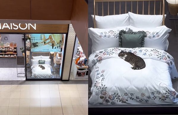 ▲▼土耳其浪貓跑進百貨寢具店　躺床「示範呼呼大睡」成最強行銷。（圖／翻攝自Instagram@bellamaisontr）