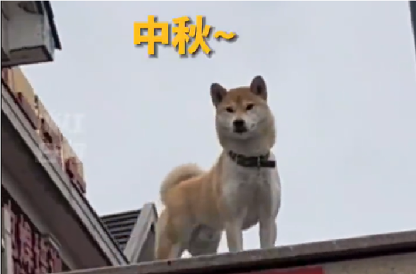 ▲▼ 柴犬中秋。（圖／翻攝自微博）