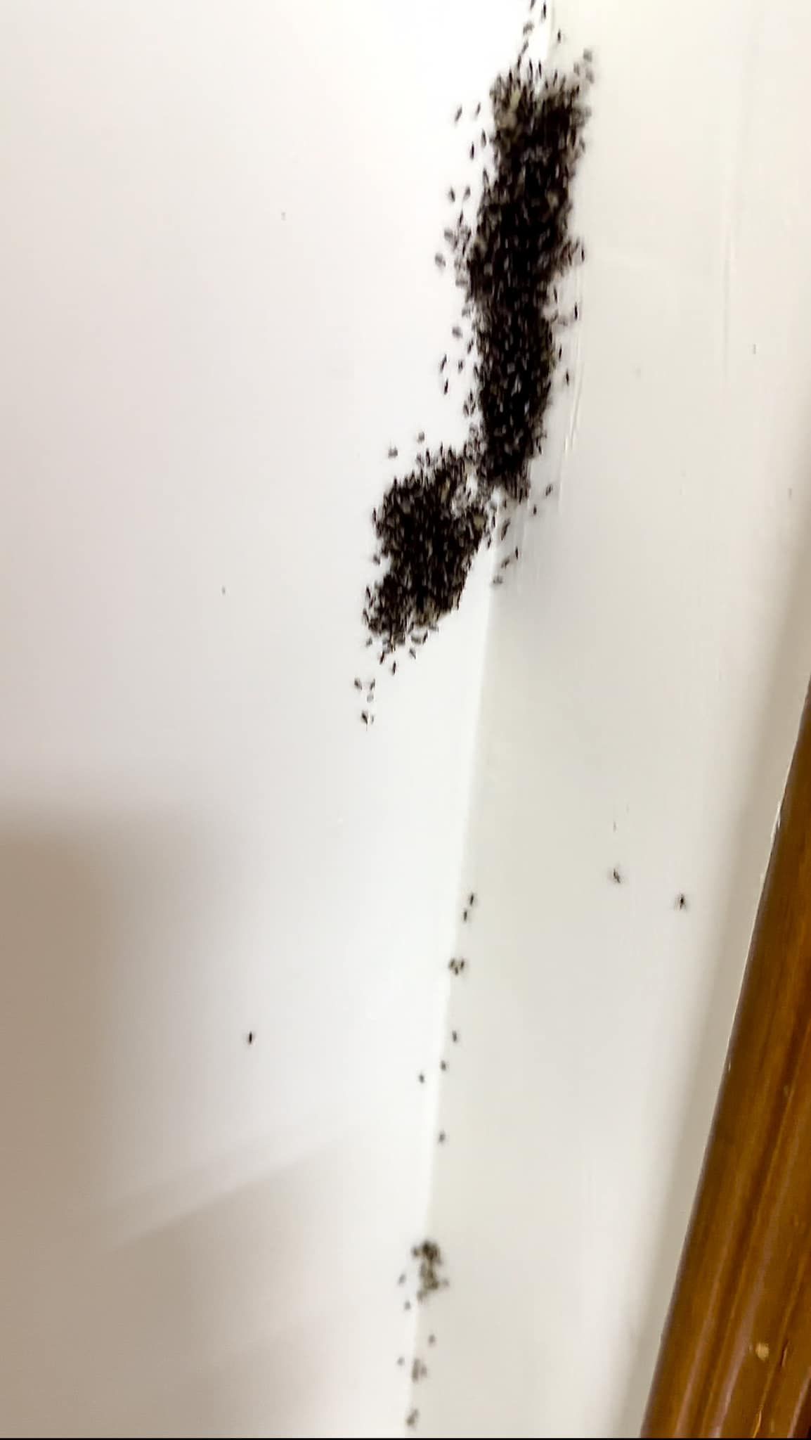 ▲租屋處出現超多螞蟻。（圖／翻攝自爆料公社二社）