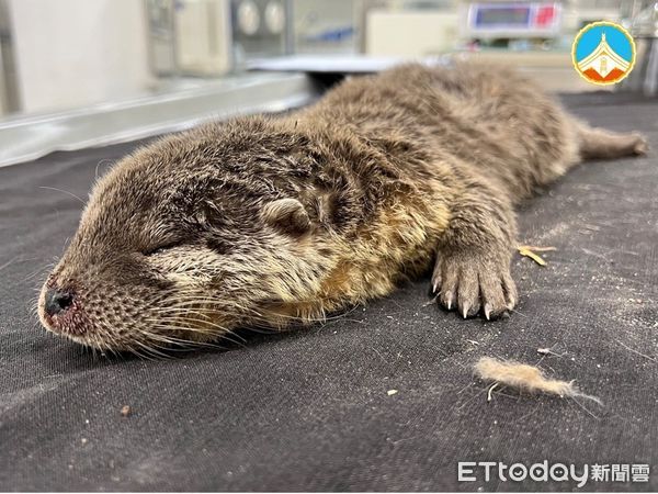 ▲▼金門珍稀保育類「歐亞水獺」遭狗咬傷致死。（圖／記者林名揚翻攝）