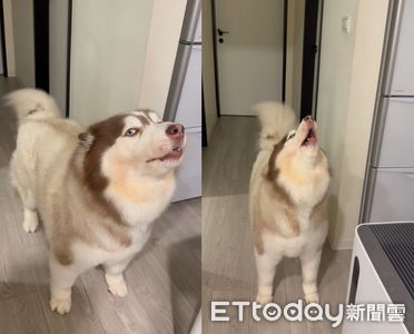 抗議太晚回家！胖哈「氣噗噗碎念」斜眼瞪阿母：想把我餓死嗎？