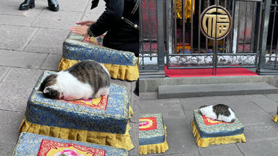 去寺廟發現超虔誠小貓！「磕頭拜拜到睡著」最後被拎走　網萌翻：夢中拜佛啦