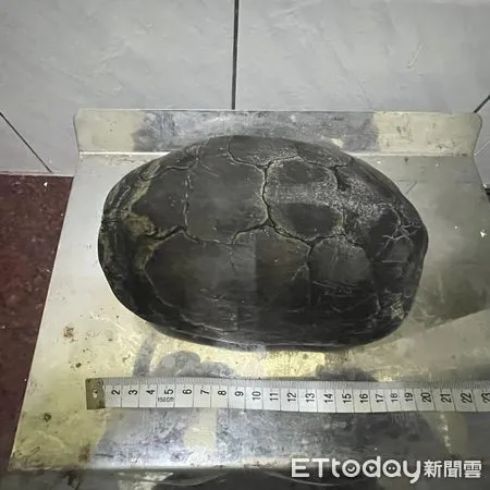 ▲彰化員林市出現一級保育類柴棺龜。（圖／王仟奕提供）