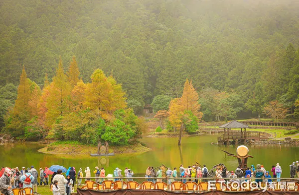 ▲▼力麗明池森林遊樂區落羽松。（圖／記者蔡玟君攝）