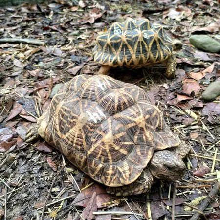 ▲泰籍男子阿邦（譯音）上月26日自泰國入境台灣，隨身行李被海關查獲以襪子包覆30隻二級保育類印度星龜入境。（圖／翻攝自屏東科大保育類野生動物收容中心）