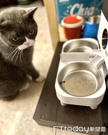 ▲▼英短貓堅持「飯後剩一顆飼料」　媽PO文解惑笑喊：好有文化。（圖／臉書粉專「我是熊熊我是哥哥我是扭牛我是弟弟」提供）