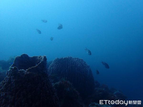 ▲▼ 潛水員水下紀錄時拍攝到保育類綠蠵龜畫面           。（圖／動保處提供）