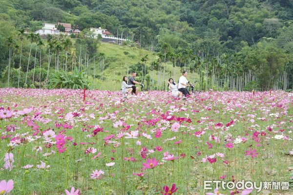 ▲集集鎮成功公園預定地的波斯花海正盛開中。（圖／集集鎮公所提供）