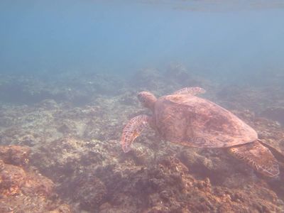 潛水員水下紀錄拍到「稀有綠蠵龜」　海中遨遊珍貴畫面曝光