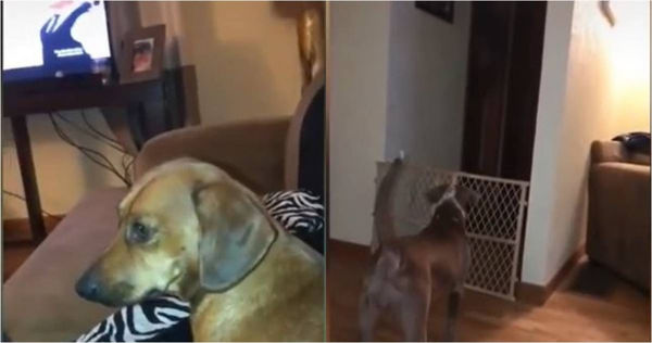 飼主意外錄下寵物狗對著無人走廊狂吠的樣子。（圖／翻攝自Reddit）