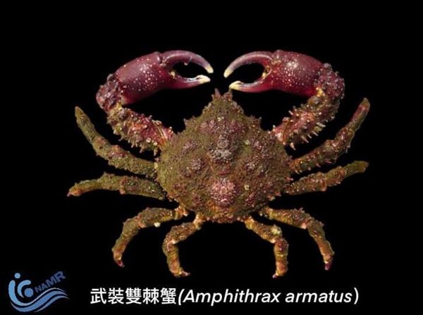近年在南部海域有許多漁民捕獲到外觀奇特的螃蟹，經國家海洋研究院鑑定，確定為外來種武裝雙棘蟹。（取自國家海洋研究院臉書）