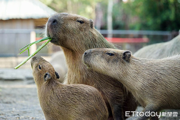 ▲台南頑皮世界動物園舉辦的「第2屆大統領選拔賽」競爭激烈，6大明星動物賣萌吸引目光，短短1周就吸引數千粉絲上網投票。（圖／記者林東良翻攝，下同）