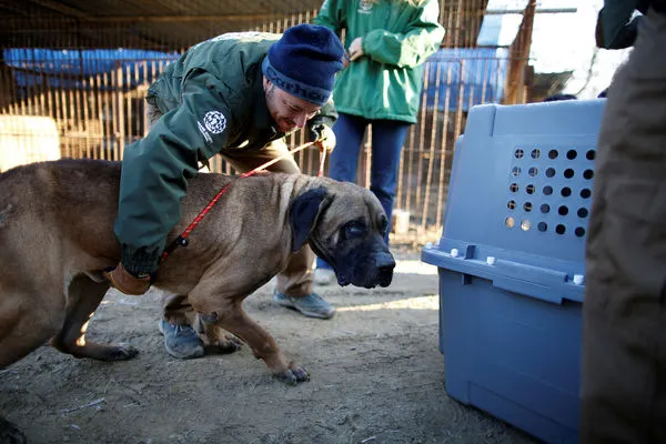 ▲▼2017年救援人員在韓國一家狗肉農場救出一隻狗。（圖／路透）
