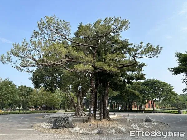 ▲台南山上花園水道博物館鎮館之寶親王琉球松等2棵老樹，遭病蟲害襲擊，農業局委請專家救治，白色罐子還有管路延伸到樹身，宛如在打點滴。（圖／記者林東良翻攝，下同）