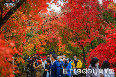 最新日本賞楓預測東京大阪12月初最美