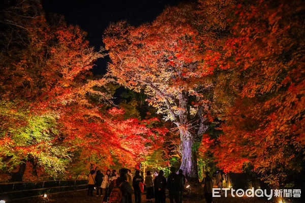 ▲▼京都北野天滿宮夜間點燈，京都楓葉，京都賞楓景點，日本賞楓景點，日本紅葉。（圖／記者蔡玟君攝）