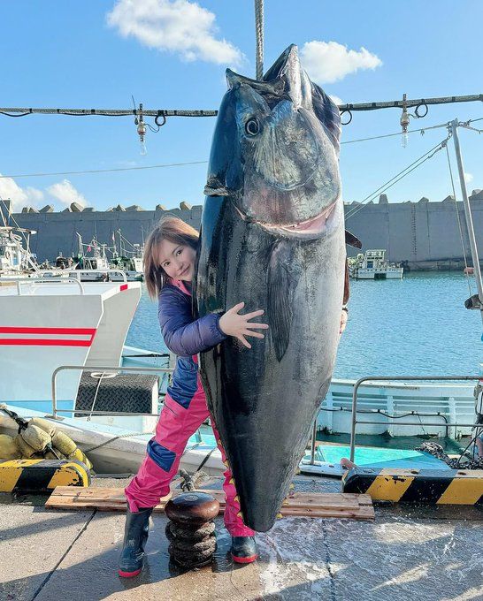 AV女優最新作讓網友受驚　「抱緊處理」135公斤巨物黑鮪魚！畫面真鹹濕