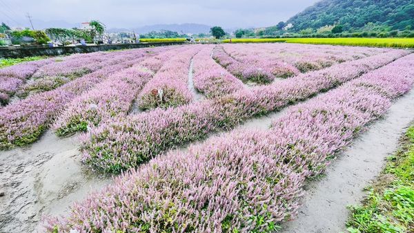 ▲新竹縣關西鎮南山大橋金城武樹前，也有秘境仙草花田，由關西鄉土文化協會和志工群友善種植和照顧。（圖／新竹縣交旅處提供）