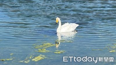 芬蘭國鳥才來！又1對小天鵝降臨　鳥友驚喜：通霄魚塭已成天鵝湖