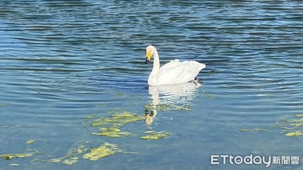 ▲▼苗栗縣通霄鎮通霄漁港附近養殖魚塭16日飛來一隻俗稱「大天鵝」的芬蘭國鳥黃嘴天鵝(上)，昨天又飛來一對「小天鵝」的成鳥、亞成鳥（下圖，拍鳥俱樂部尤龍生提供），鳥友們喜出望外，直呼魚塭成了「天鵝湖」。（圖／記者蔡文淵翻攝）