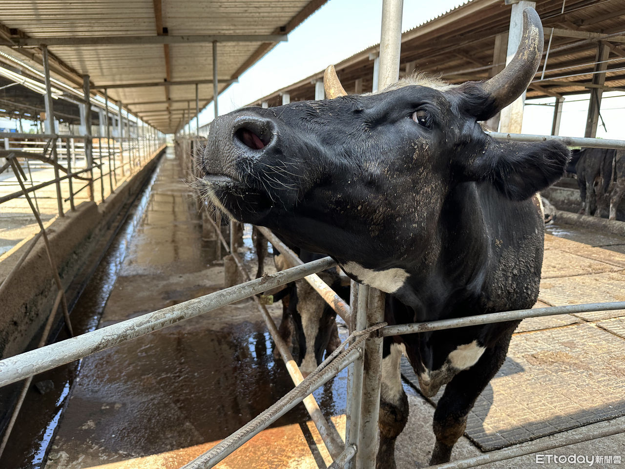▲國產肉牛中品種為公乳牛的比例佔九成。（圖／記者林挺弘攝）
